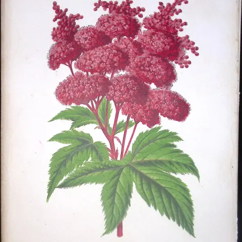 Spirea Palamanta Plant Antique Shirley Hibbard Greenhouse Coloured Print-28