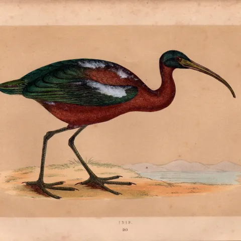 Ibis Rev Morris Antique History of British Birds Engraving.