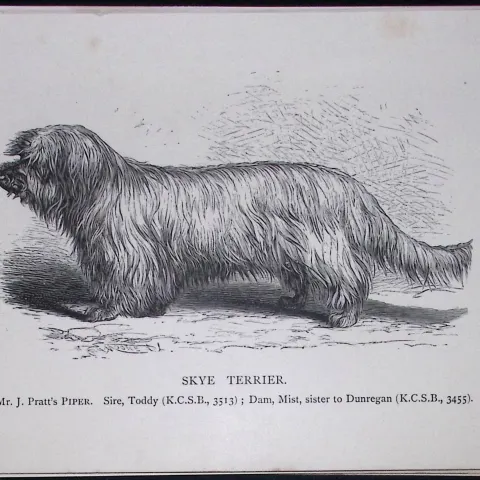 Skye Terrier British Dogs by Hugh Dalziel 1889 Antique Book Plate-62