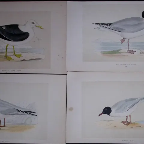 Job-Lot The Gull Family Rev Morris Antique Coloured Birds Engravings-26.