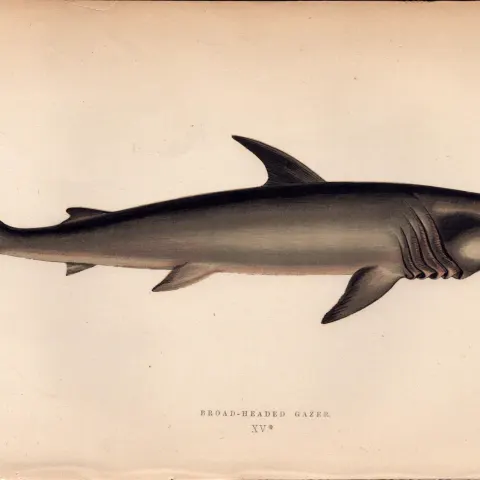 Broad Headed Gazer Shark  Antique Johnathan Couch Fish Engraving.