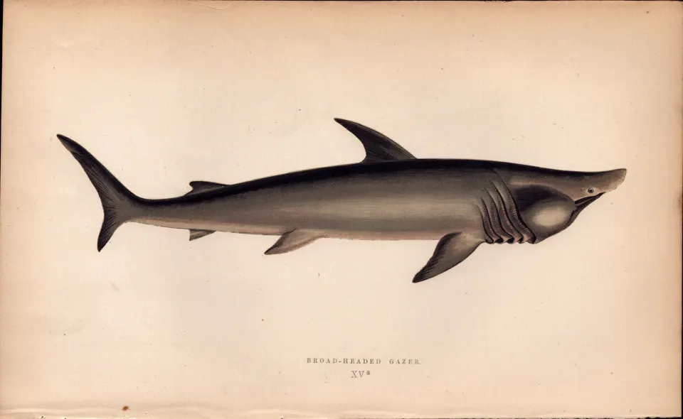 Broad Headed Gazer Shark  Antique Johnathan Couch Fish Engraving.