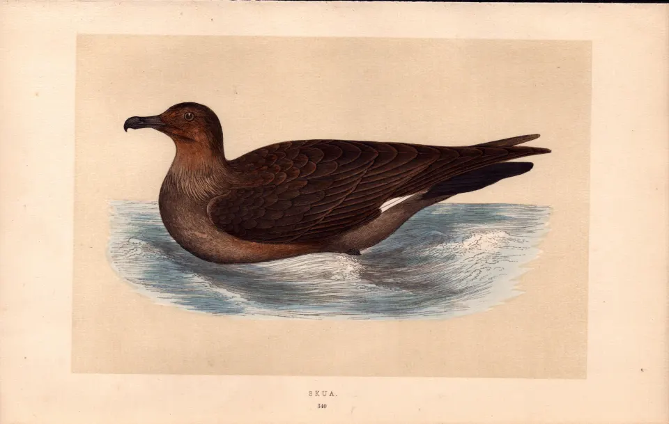 Skua Rev Morris Antique History of British Birds 170 Years-Old  Engraving.