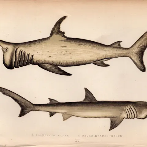 Broad Headed Gazer Shark 1869 Antique Johnathan Couch Coloured Engraving.