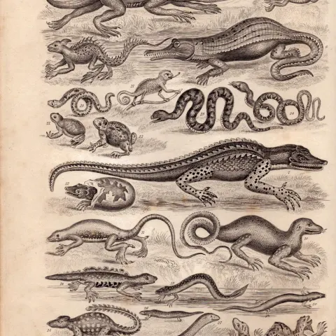 The World of Reptiles 25 Illustrations Antique 154 Yrs-Old Steel Engraving -7.