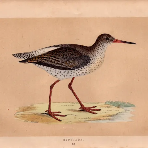 Redshank Rev Morris Antique History of British Birds Engraving.