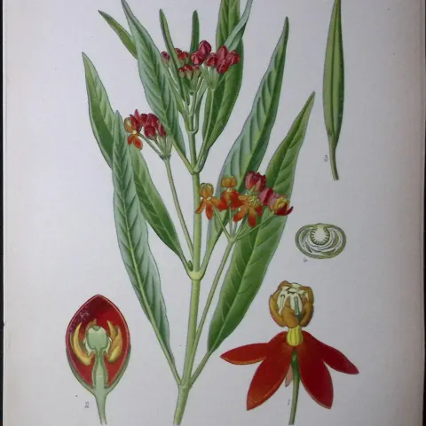 Redhead Flower Edward Step Rare Antique Botanical Book Plate-182