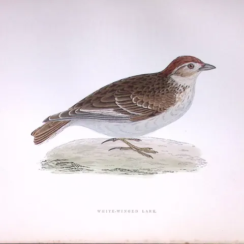 White Winged Lark Rev Morris Antique History of British Birds 130 Years-Old Engraving-177