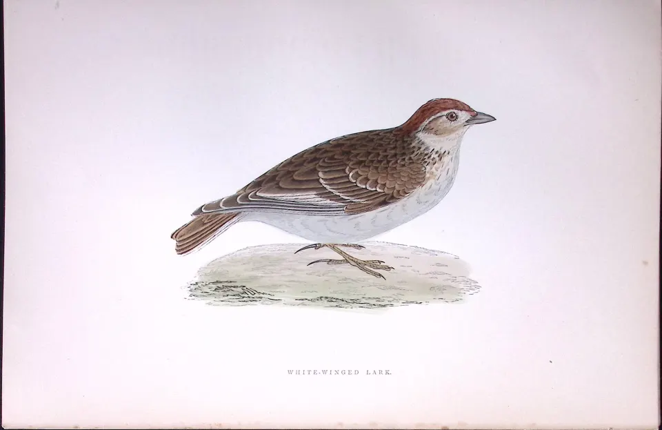 White Winged Lark Rev Morris Antique History of British Birds 130 Years-Old Engraving-177