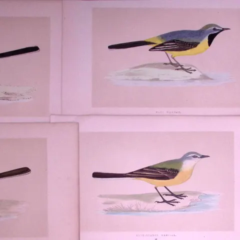 Job-Lot The Wagtail Family Rev Morris Antique Coloured Birds Engravings-22.