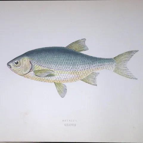 Azurine Fish Scarce Antique 1877 J. Couch Woodblock Engraving-133