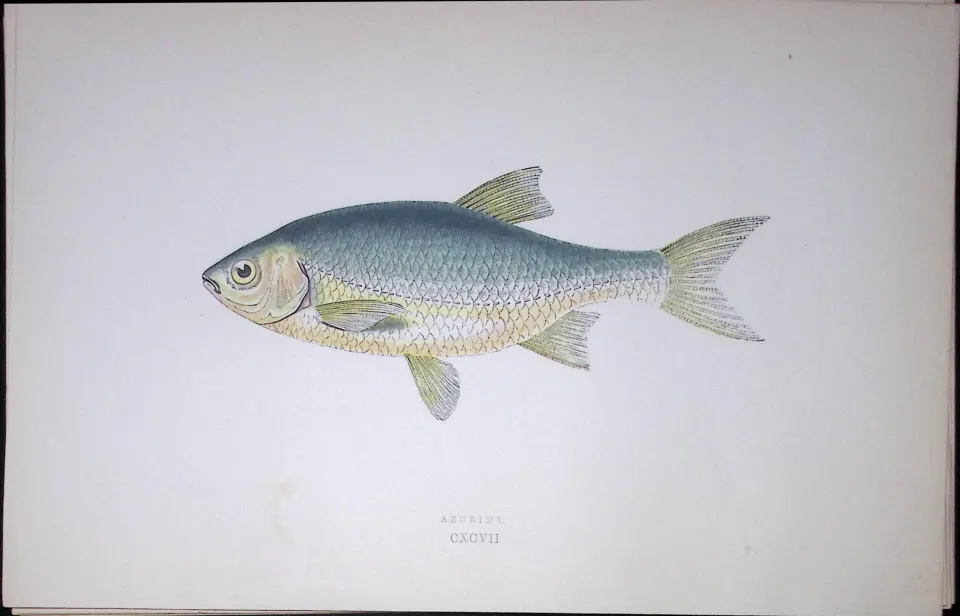 Azurine Fish Scarce Antique 1877 J. Couch Woodblock Engraving-133