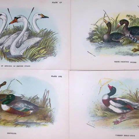 Job-Lot Lloyds Birds Swans, Goose, Shoveler, Duck 130 Yrs-Old Antique Engravings-2.