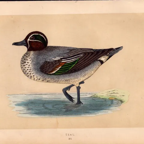 Teal Rev Morris Antique History of British Birds Engraving.