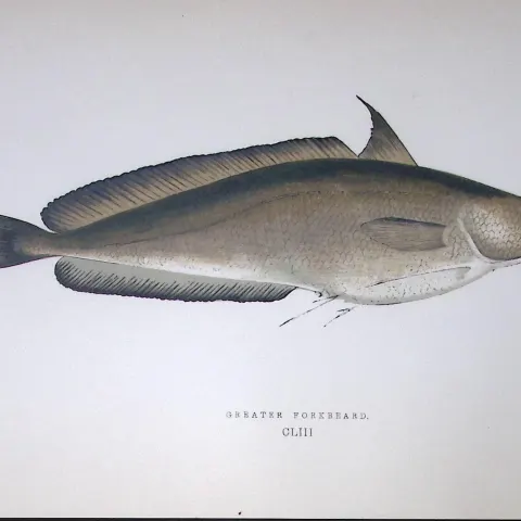 Greater Forkbeard Fish Scarce Antique 1877 J. Couch Woodblock Engraving-78