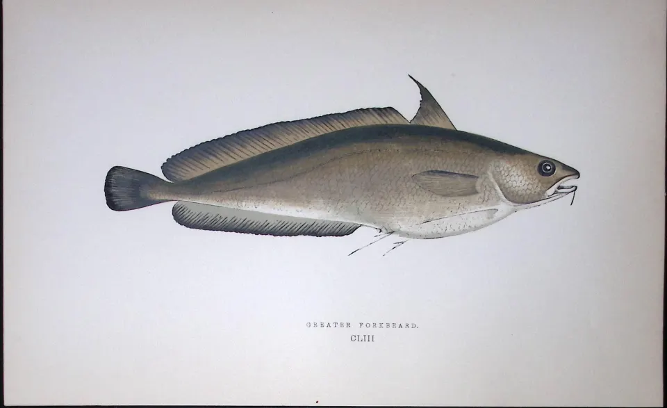 Greater Forkbeard Fish Scarce Antique 1877 J. Couch Woodblock Engraving-78
