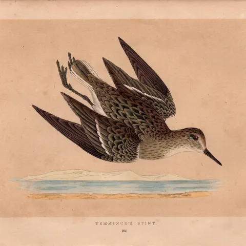 Temminck’s Stint Rev Morris Antique History of British Birds Engraving.