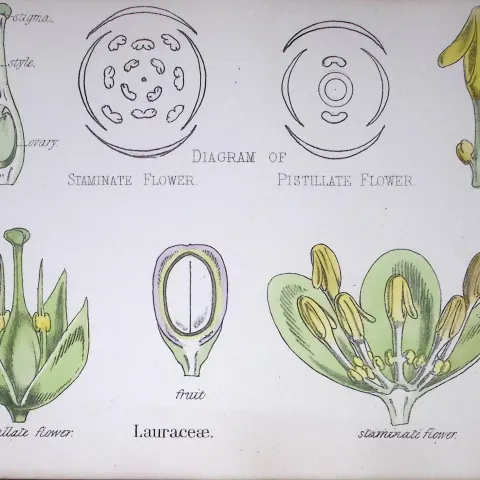 Laurels Botanical Flower Diagram Rare Antique First Edition Illustration-72
