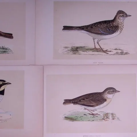 Job-Lot The Lark Family Rev Morris Antique Coloured Birds Engravings-20.