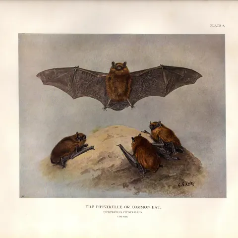 The Pipistrelle Or Common Bat Rare Limited-Edition  J.G. Millais Antique Print-61.