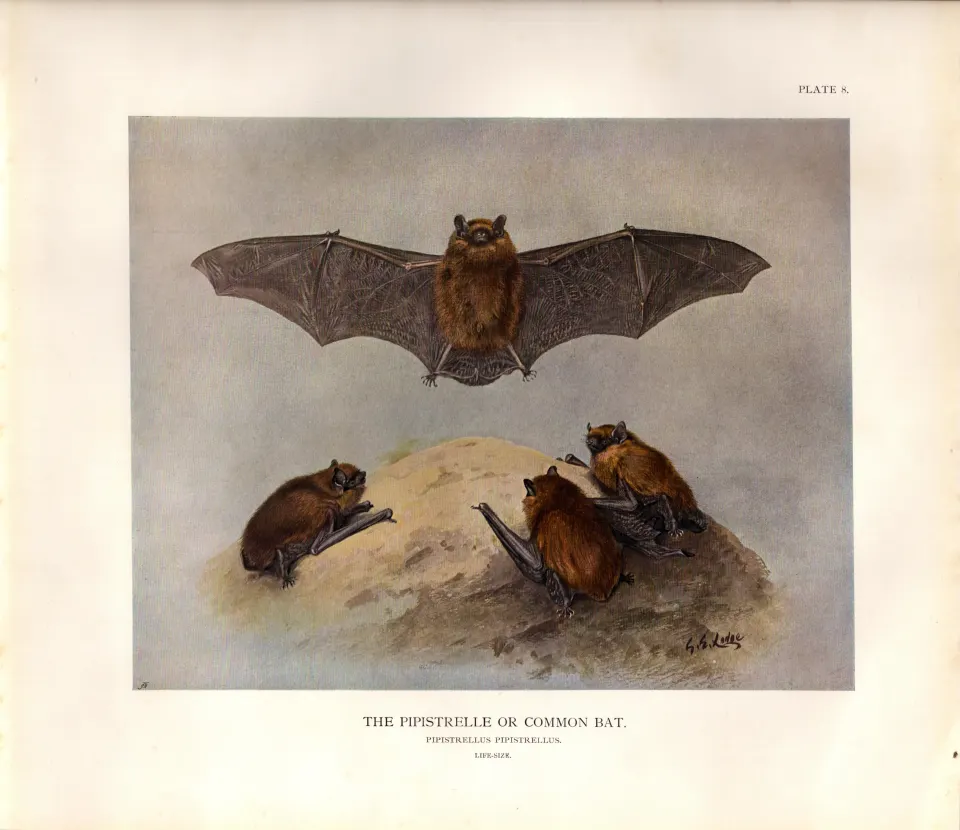 The Pipistrelle Or Common Bat Rare Limited-Edition  J.G. Millais Antique Print-61.