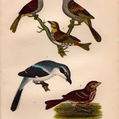 Alexander Wilson Rare American Birds Swamp Sparrow, Loggerhead Shrike-22.