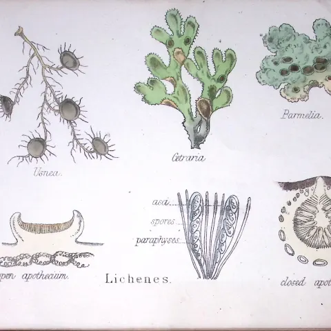 Liehenes Botanical Flower Diagram Rare Antique First Edition Illustration-107