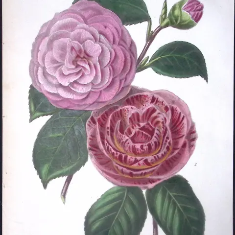 Camellias Flower Antique  Robert Thompson Hand Coloured Print-3