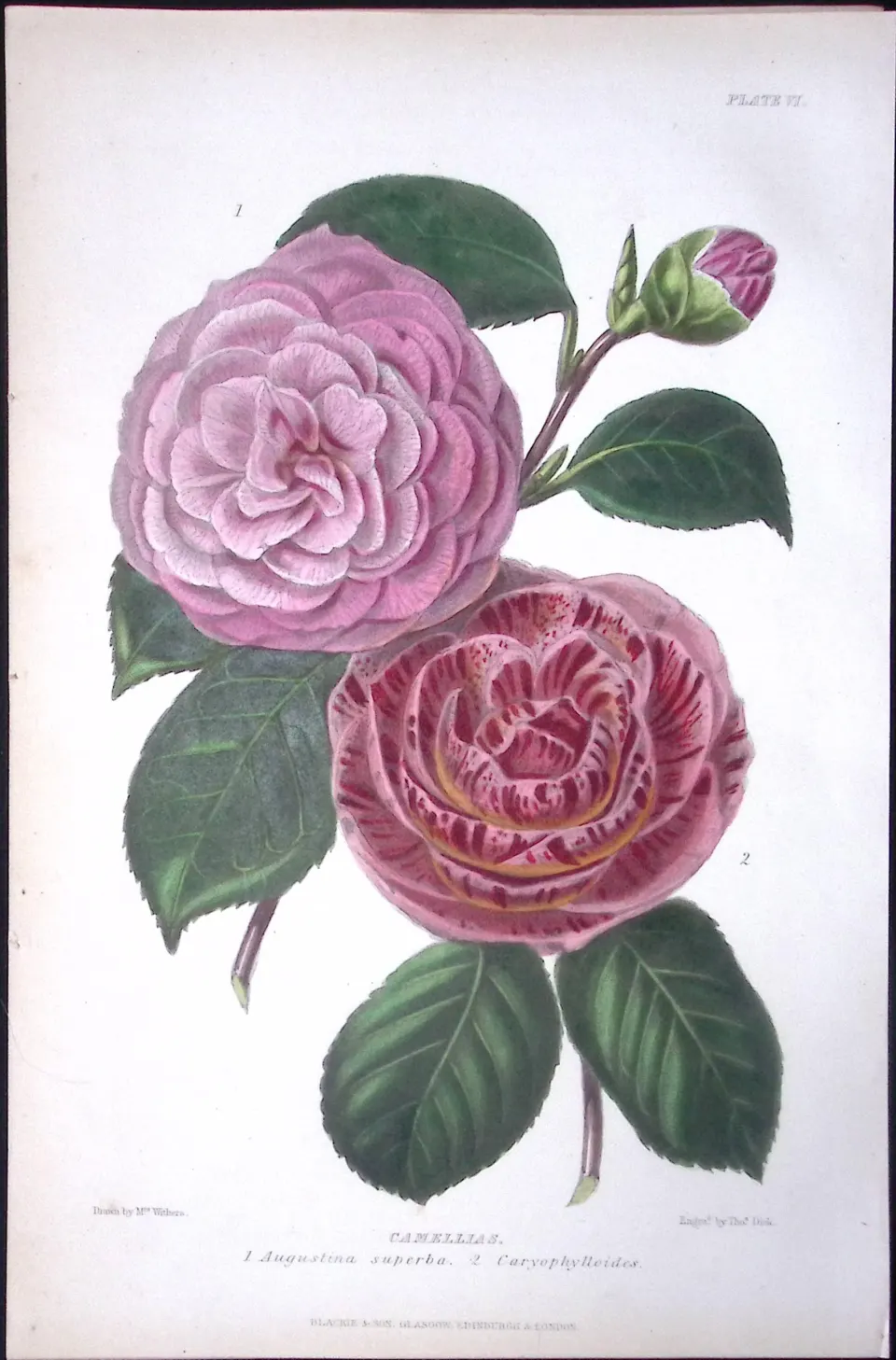 Camellias Flower Antique  Robert Thompson Hand Coloured Print-3