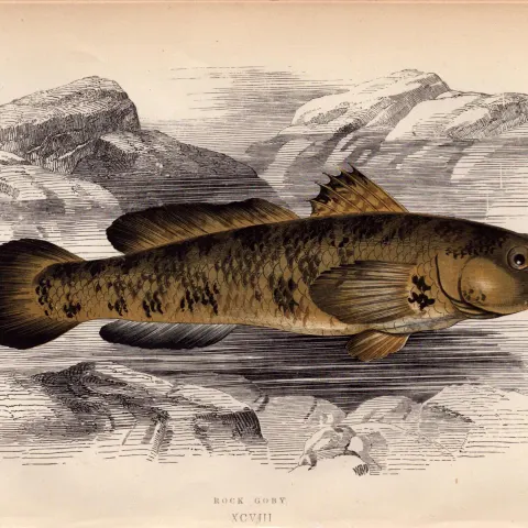Rock Goby 1868  Antique Johnathan Couch Coloured Fish Engraving.