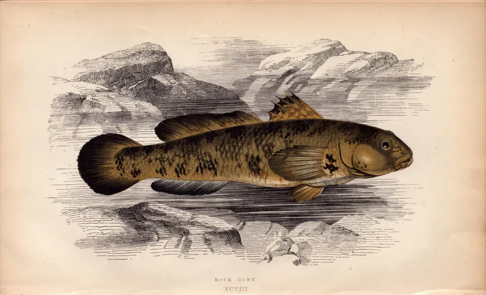 Rock Goby 1868  Antique Johnathan Couch Coloured Fish Engraving.