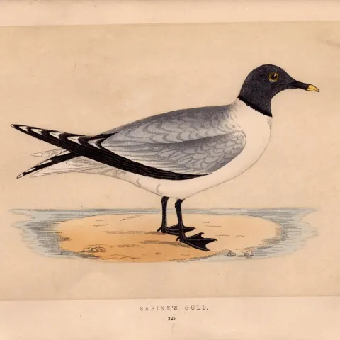 Sabine’s Gull Rev Morris Antique 1857 History of British Birds Engraving.