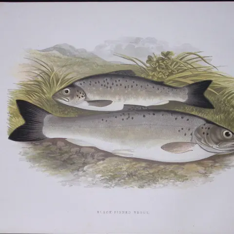 Black Finned Trout Rev Houghton British Freshwater Fish 1879 Scarce Engraving.15