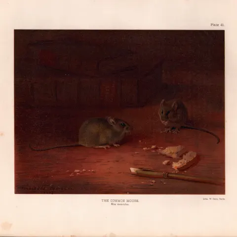 The Common Mouse Rare Limited-Edition Coloured  J.G. Millais Antique Print-80.