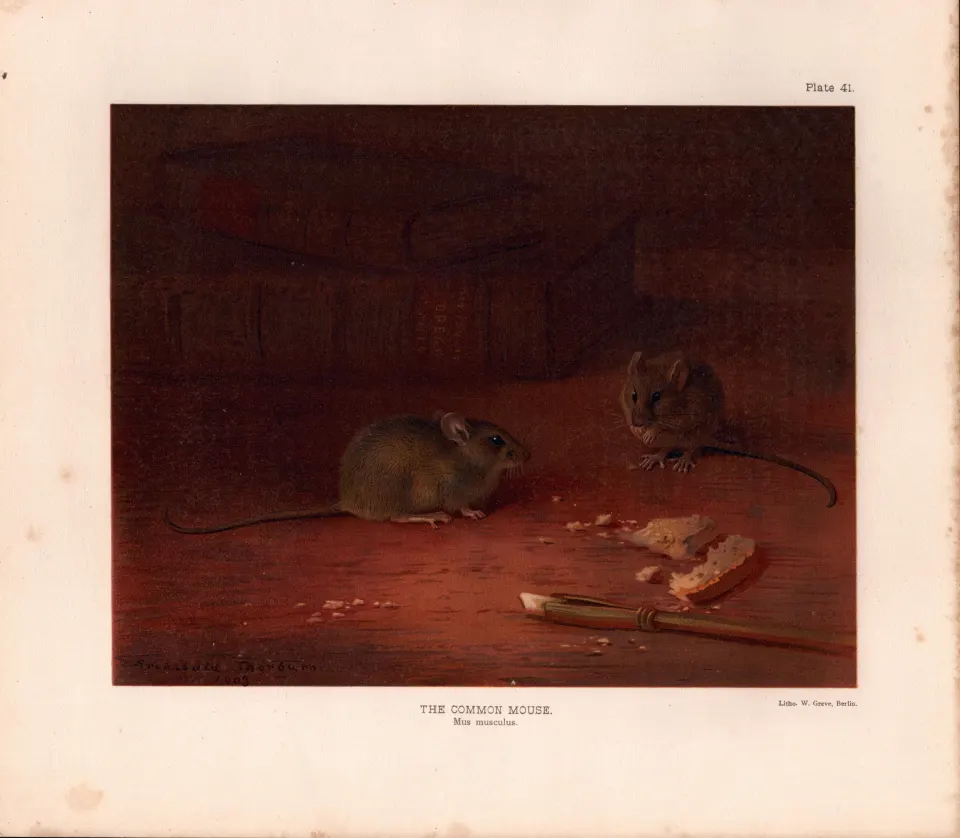 The Common Mouse Rare Limited-Edition Coloured  J.G. Millais Antique Print-80.