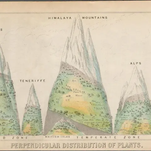 Rare James Reynolds Antique Perpendicular Distribution of Plants.