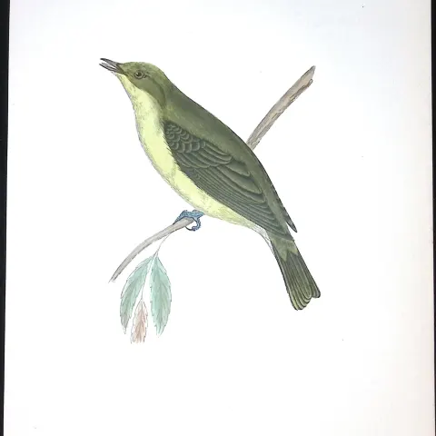 Melodious Willow Warbler Rev Morris Antique History of British Birds 130 Years-Old Engraving-126