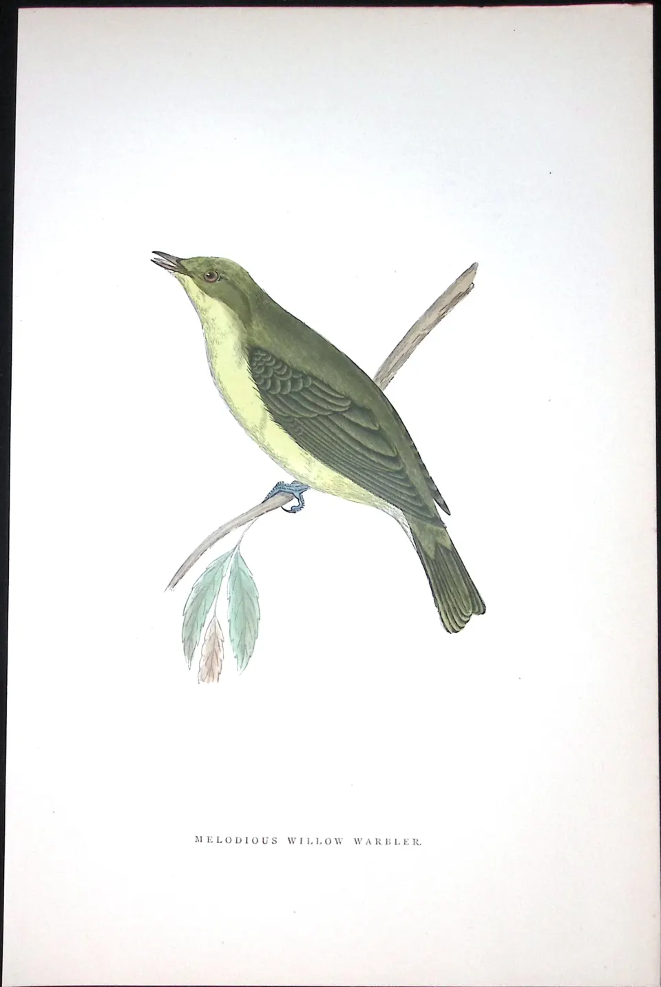 Melodious Willow Warbler Rev Morris Antique History of British Birds 130 Years-Old Engraving-126