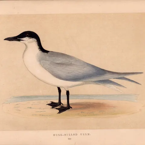 Gull-Billed Tern Rev Morris Antique History of British Birds 170 Year-Old Engraving.
