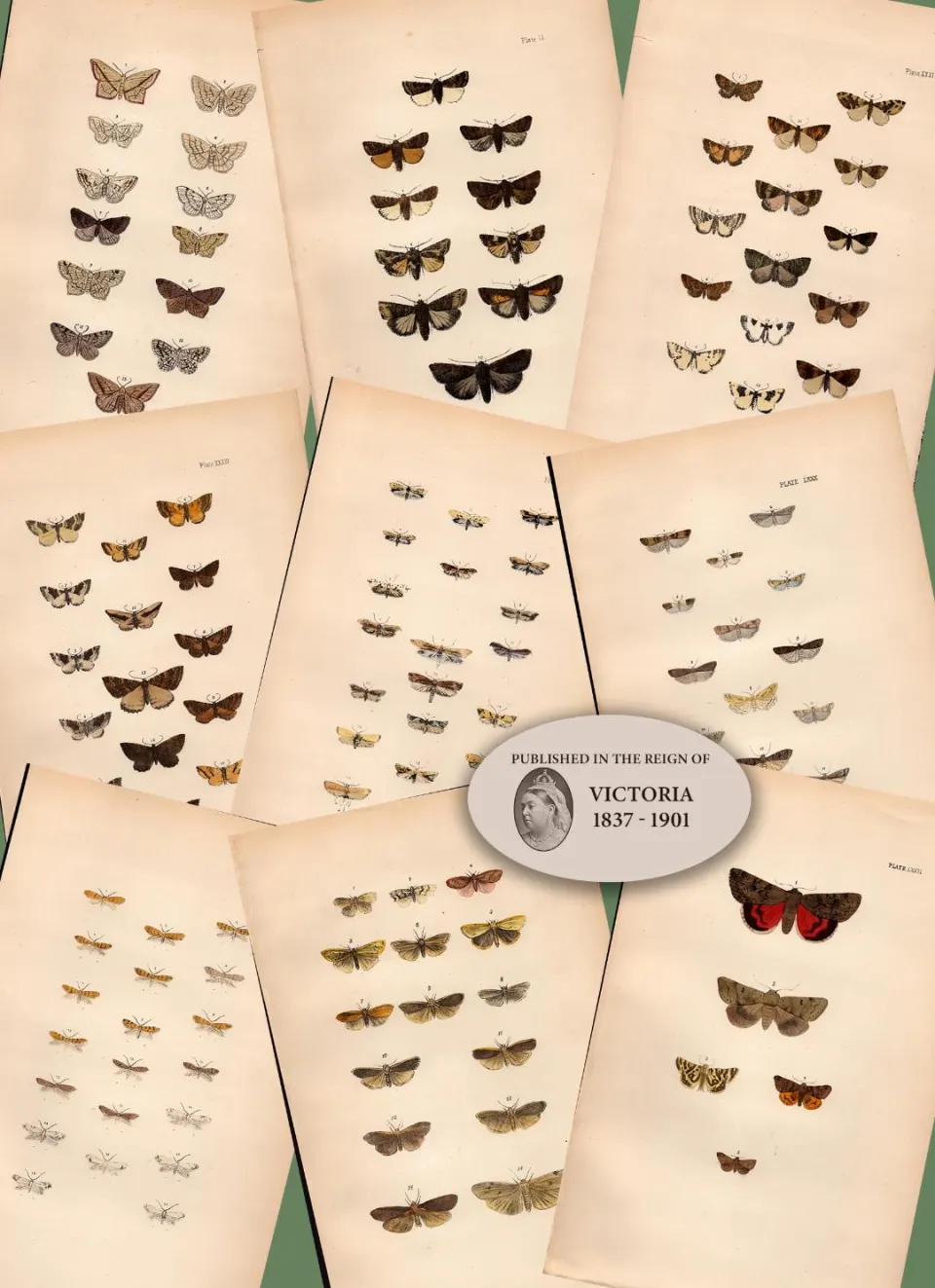 Job Lot Rev Morris British Moths 1896 Antique Hand-Coloured Lithographs -1.