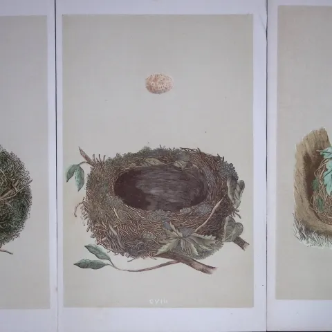 Job-Lot Bird Nests Redbreast, Chiff-Chaff, Dunnock Rev Morris Antique Engravings-12