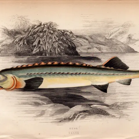Huso Beluga Sturgeon 1869 Antique Johnathan Couch Coloured Engraving.