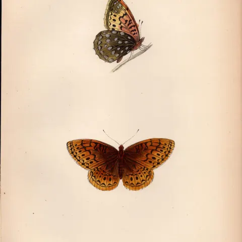 Venus Fritillary Hand Coloured  Antique Butterfly Plate Rev Morris-142.