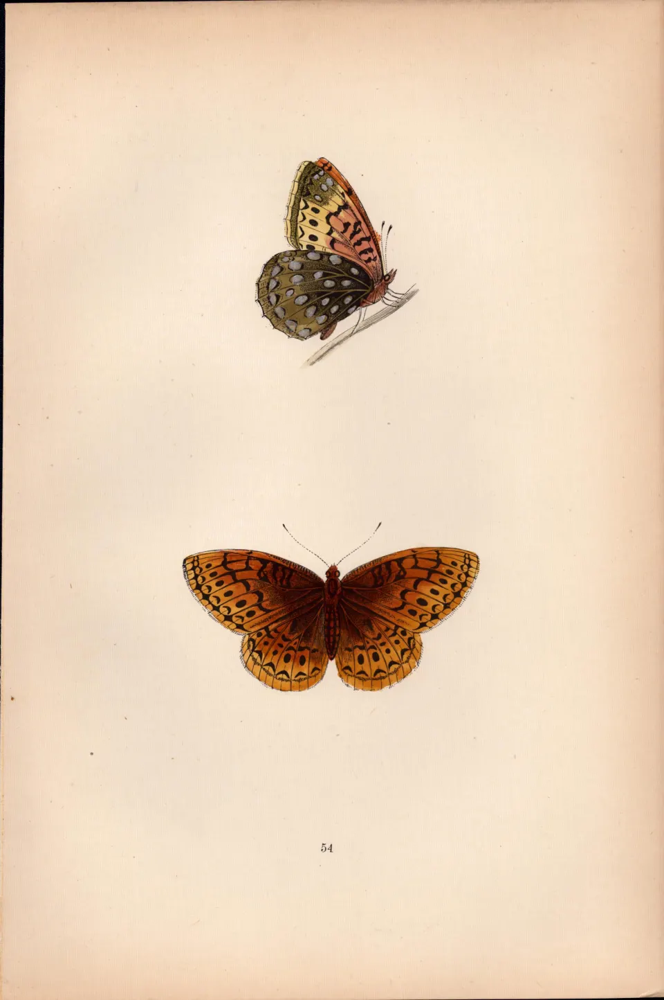 Venus Fritillary Hand Coloured  Antique Butterfly Plate Rev Morris-142.