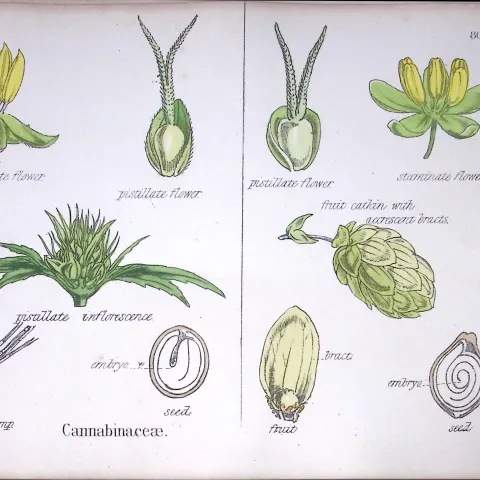Hemp Plant Botanical Flower Diagram Rare Antique First Edition Illustration-80