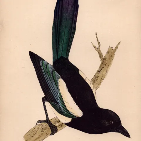 Magpie Rev Morris Antique 1888 History of British Birds Engraving-24.