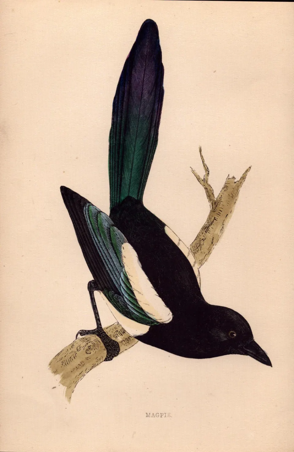 Magpie Rev Morris Antique 1888 History of British Birds Engraving-24.
