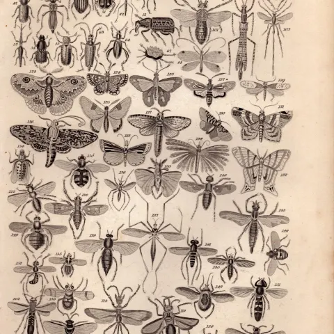 Entomology Study of Insects Illustrations Antique 154 Yrs-Old Steel Engraving -19.