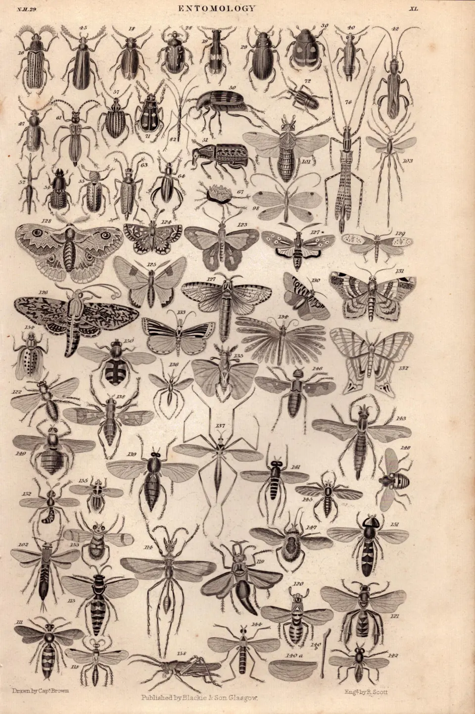 Entomology Study of Insects Illustrations Antique 154 Yrs-Old Steel Engraving -19.