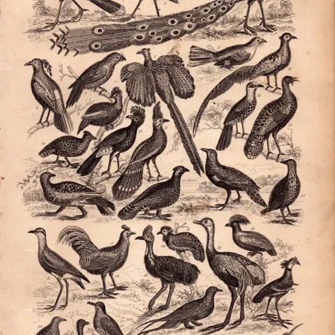 Victorian Birds 34 Species Antique Oliver Goldsmith Engravings XVIII.
